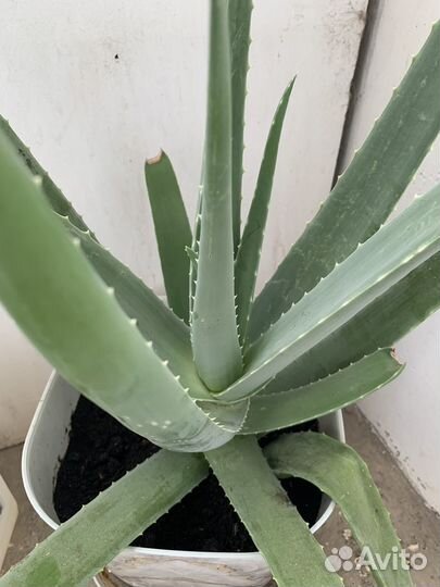 Алоэ вера лечебный