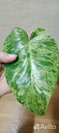 Филолендрон Гигантум вариег
