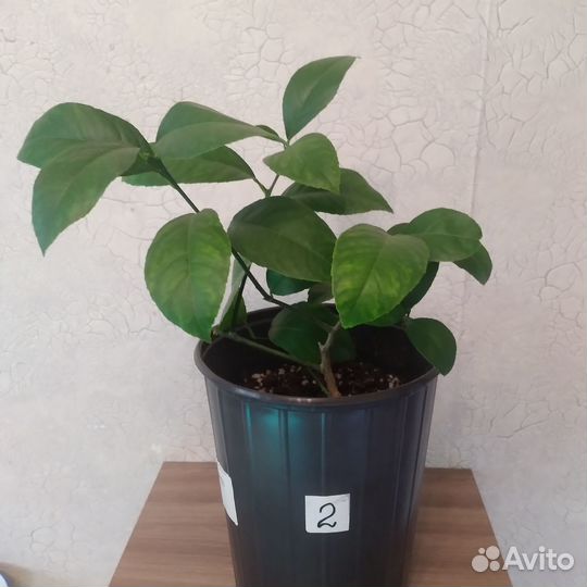 Лимоны. Саженцы