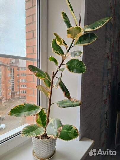 Домашние цветы