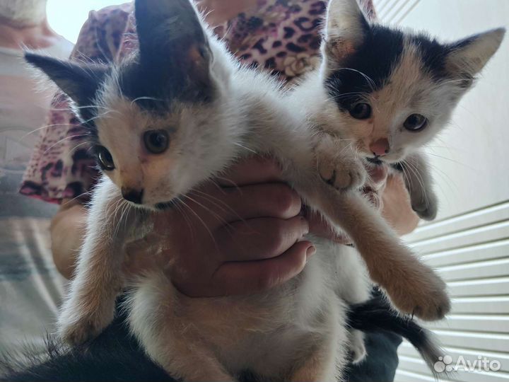 Котята девочки