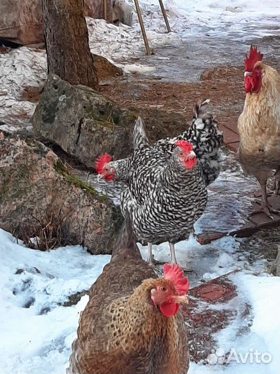 Инкубационное яйцо яичных кур