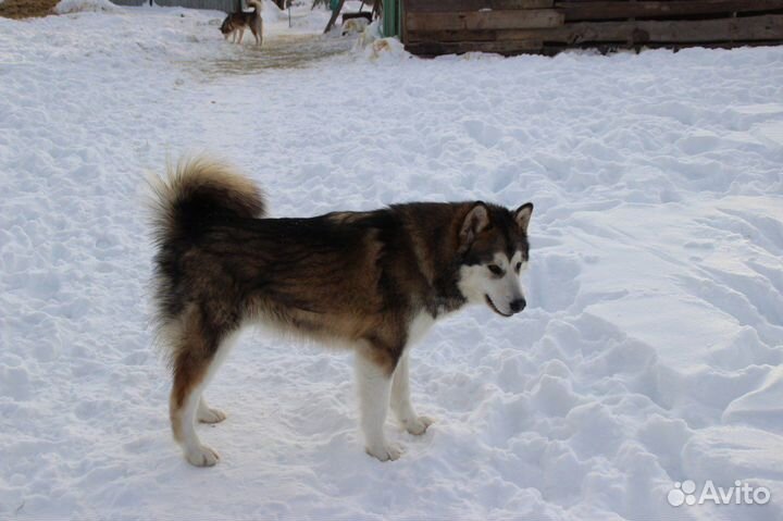 Аляскинский маламут щенки и подростки
