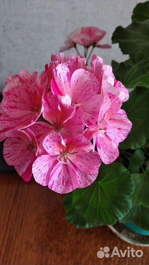 Герань пеларгония