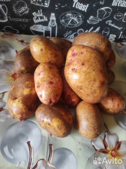 Продам картофель домашний, семенной