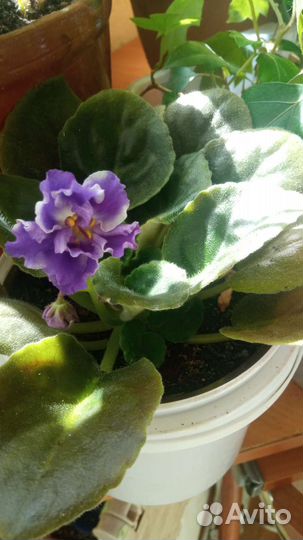 Комнатные цветы.Фикусы, алоэ, гибискус, фиалки