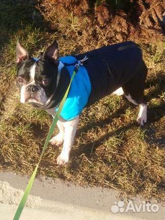 Бостон терьер кабель ищет девочку