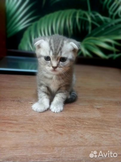 Британские котята