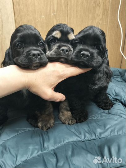 Кокер спаниель