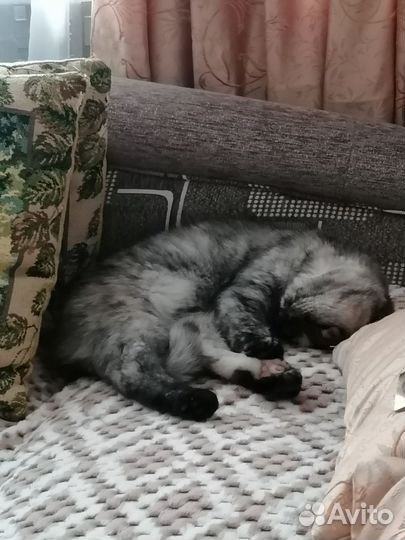 Отдам кошку в добрые руки