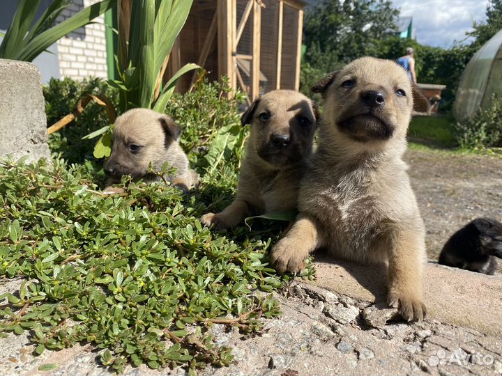 Маленькая собака