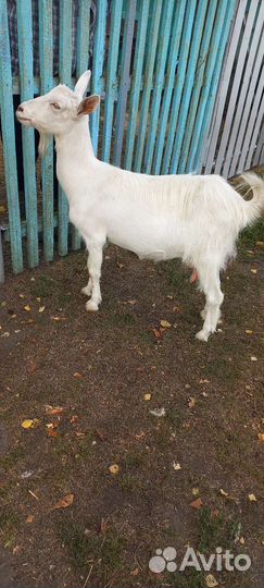 Зааненская дойная коза