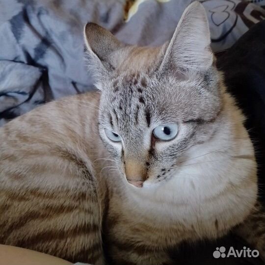 Котик в добрые руки