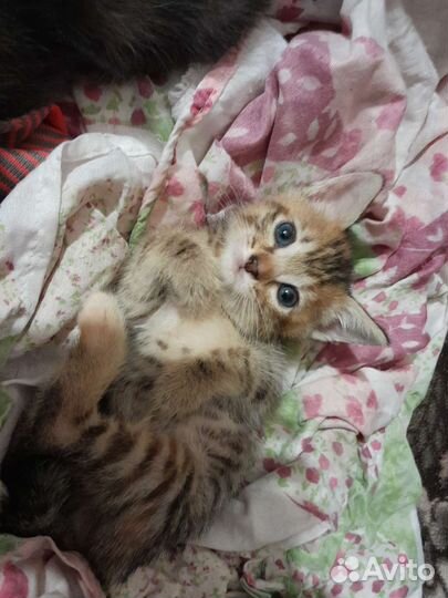 Отдам котят