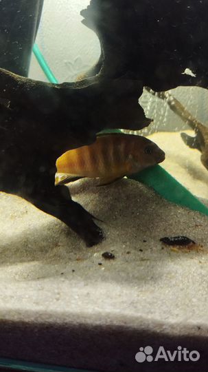 Цихлида малавии