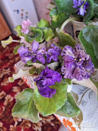 Цветущие фиалки