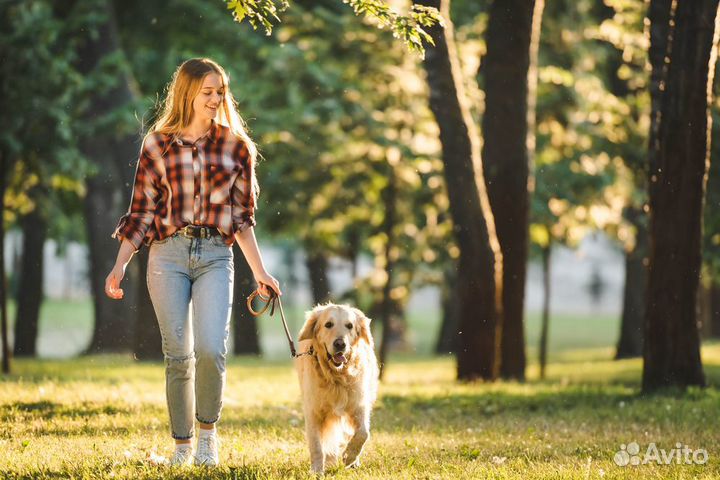 Погуляю с вашей собакой,помою лапки и тд)