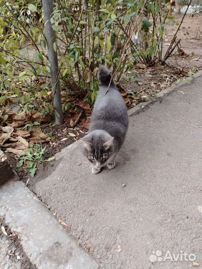 Котята подростки. 4м. Волгоград. ищем дом малышам