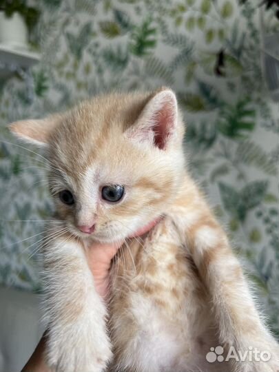 Котята шотландской вислоухой кошки