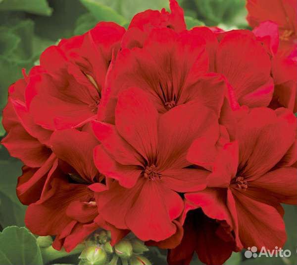 Пеларгонии сортовые