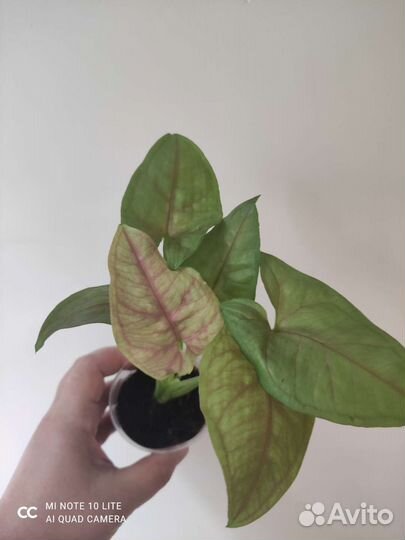 Сингониумы