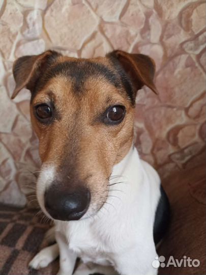 Вязка Джек Рассел терьер