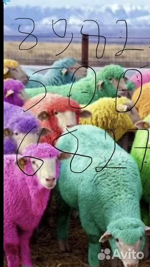 Продам овец
