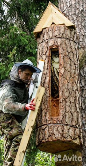 Мёд Бортевой