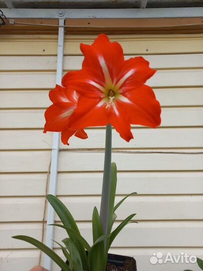 Гиппеаструм