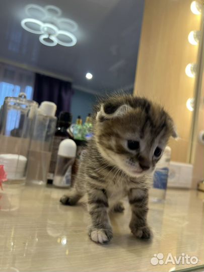 Шотладский вислоухий котенок