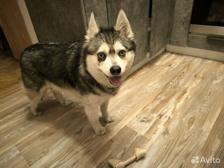 Зооняня, передержка и выгул животных