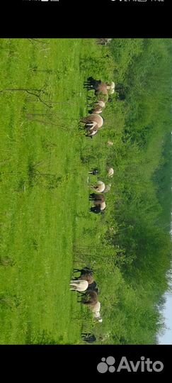 Стадо овец с ягнятами