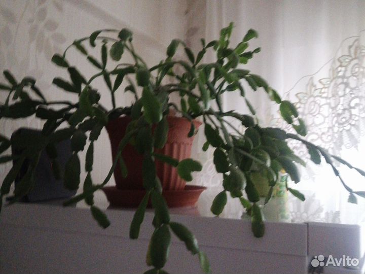 Спатифиллум