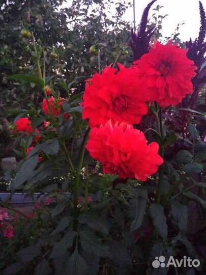 Георгины клубни