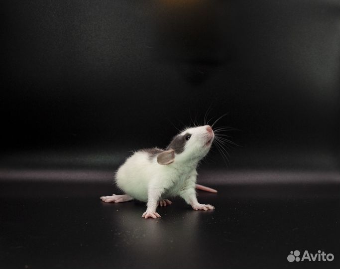 Крыса. Крысята. Дамбо крыса. Питомник