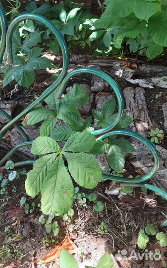 Саженцы каштана