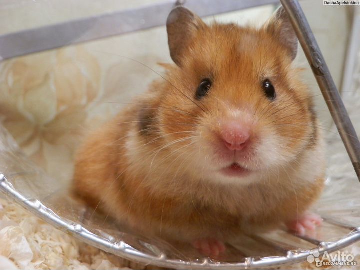 Сирийский хомяк