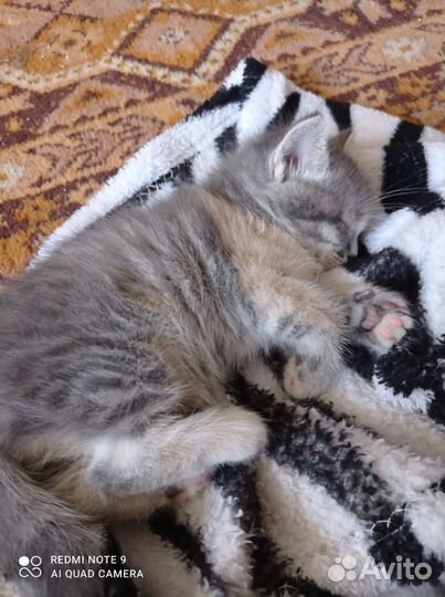 Отдам котят в добрые руки