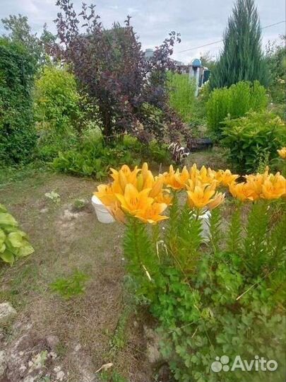 Декоративные растения для сада