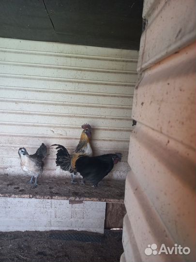 Молодые петухи