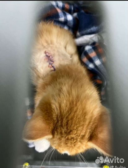 Котенок Чудо старается