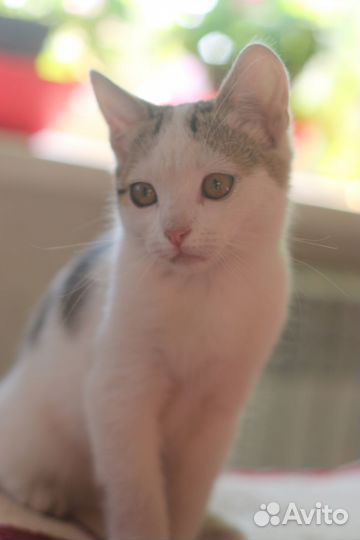 Белые малыши в добрые руки