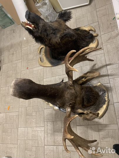 Чучело головы кабана