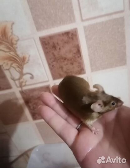 Декоративные мыши