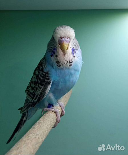 Волнистые попугаи