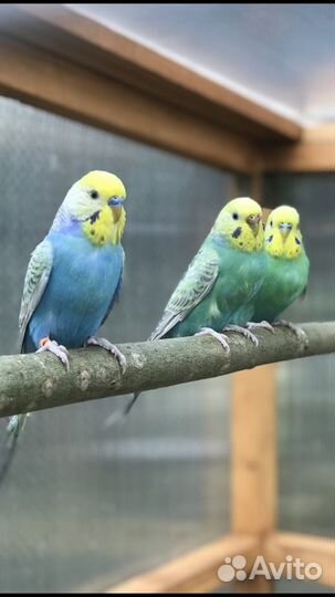 Волнистый попугай Радужного окраса