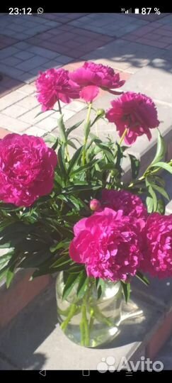 Пионы цветы