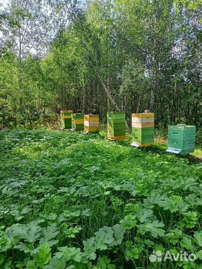 Мёд из коми, разнотравье 2023г