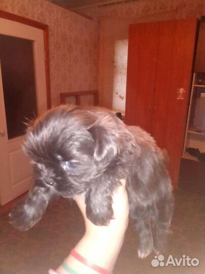 Щенки ши-тцу