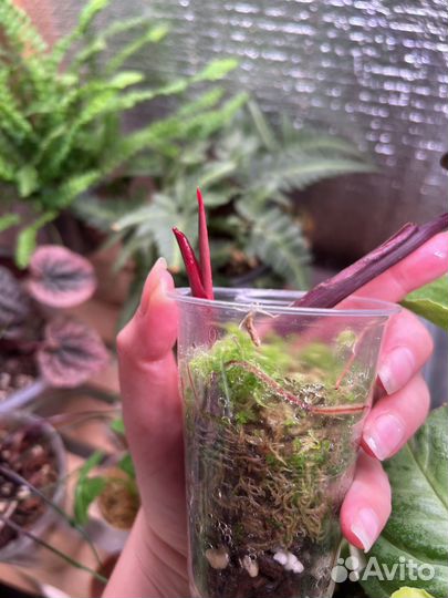 Комнатные растения